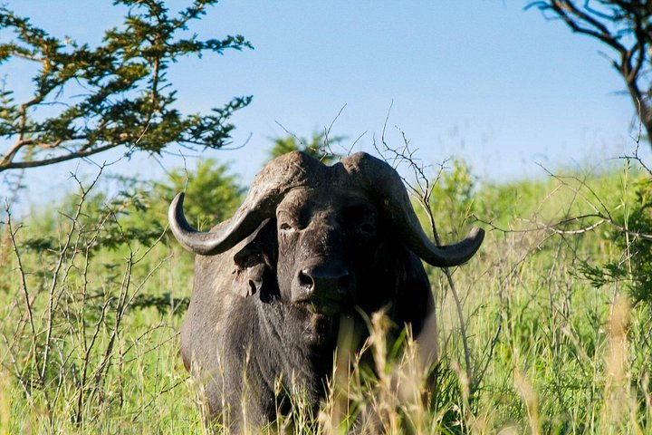 Heldags Big 5 safari tur i Hluhluwe-Imfolozi Park, Sør-Afrika, foto 23 | wizardtrip