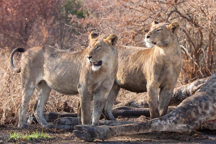 Heldags Big 5 safari tur i Hluhluwe-Imfolozi Park, Sør-Afrika, foto 24 | wizardtrip