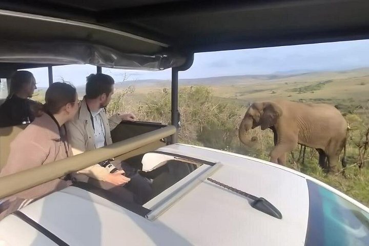 Heldags Big 5 safari tur i Hluhluwe-Imfolozi Park, Sør-Afrika, foto 25 | wizardtrip