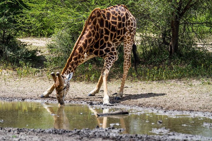 Heldags Big 5 safari tur i Hluhluwe-Imfolozi Park, Sør-Afrika, foto 26 | wizardtrip