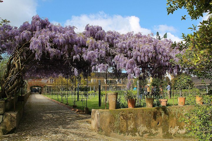 Tour privado de cata de vinos en la región vinícola de Setúbal desde Lisboa, Portugal, foto 7 | wizardtrip