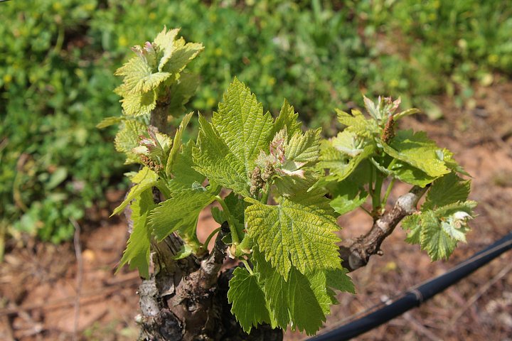 Tour privado de cata de vinos en la región vinícola de Setúbal desde Lisboa, Portugal, foto 8 | wizardtrip