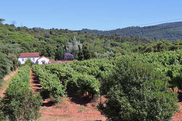 Tour privado de cata de vinos en la región vinícola de Setúbal desde Lisboa, Portugal, foto 11 | wizardtrip