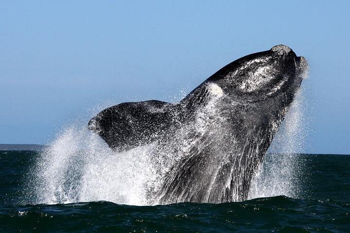 Hvalsafari fra Gansbaai | wizardtrip