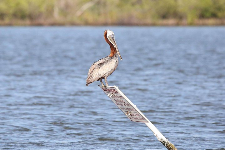 Desfrute de um passeio de barco panorâmico observando a vida selvagem e explorando áreas naturais na Indian River Lagoon da Flórida, foto 11 | wizardtrip