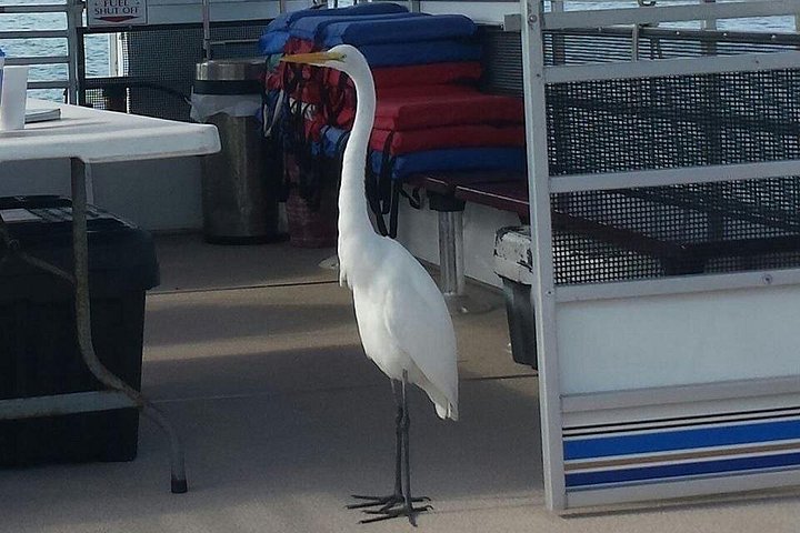 Desfrute de um passeio de barco panorâmico observando a vida selvagem e explorando áreas naturais na Indian River Lagoon da Flórida, foto 12 | wizardtrip