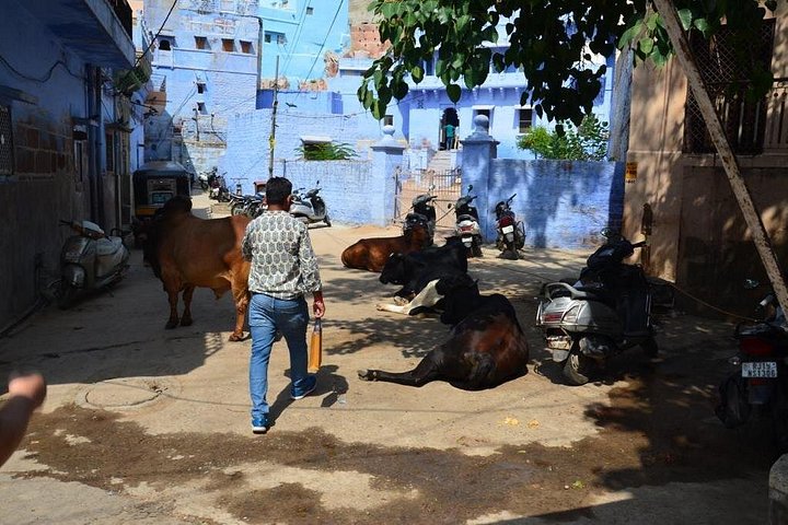 Private tour exploring the historic Blue City of Jodhpur, India, including forts, palaces, and markets, photo 17 | wizardtrip