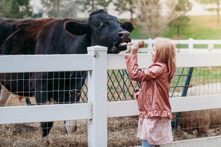 Ontdek de Amish-cultuur en het platteland tijdens een begeleide tour in Lancaster, PA, foto 8 | wizardtrip