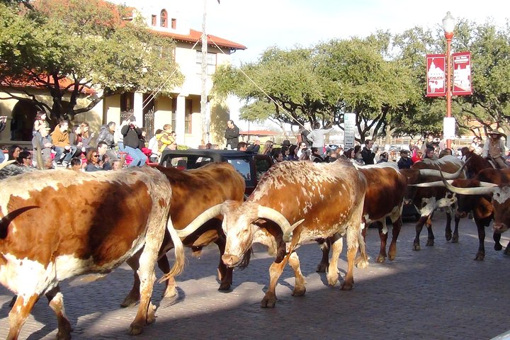 Tour in piccolo gruppo che esplora i punti salienti di Dallas e Fort Worth, foto 45 | wizardtrip
