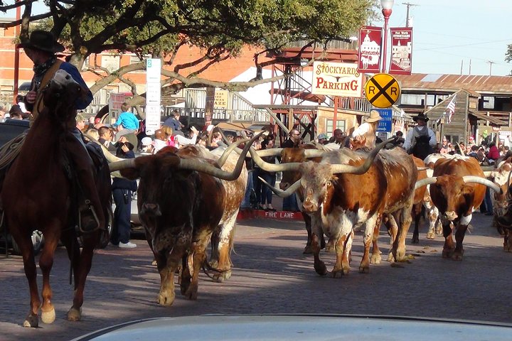 Tour in piccolo gruppo che esplora i punti salienti di Dallas e Fort Worth, foto 46 | wizardtrip