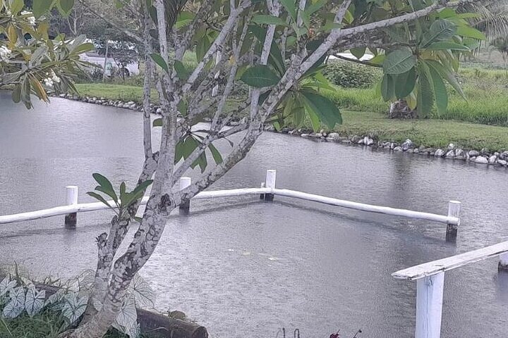 Explora los sitios culturales, mercados, jardines y aguas termales de Nadi en un tour guiado completo, foto 11 | wizardtrip