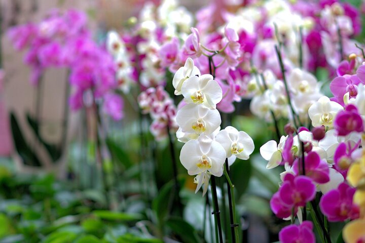 Explora los sitios culturales, mercados, jardines y aguas termales de Nadi en un tour guiado completo, foto 17 | wizardtrip