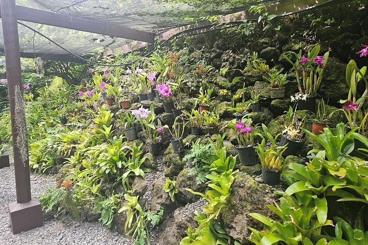 Explora los sitios culturales, mercados, jardines y aguas termales de Nadi en un tour guiado completo, foto 20 | wizardtrip