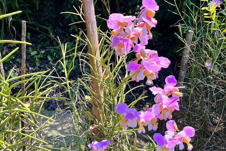 Explora los sitios culturales, mercados, jardines y aguas termales de Nadi en un tour guiado completo, foto 31 | wizardtrip