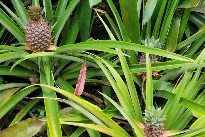 Explora los sitios culturales, mercados, jardines y aguas termales de Nadi en un tour guiado completo, foto 36 | wizardtrip