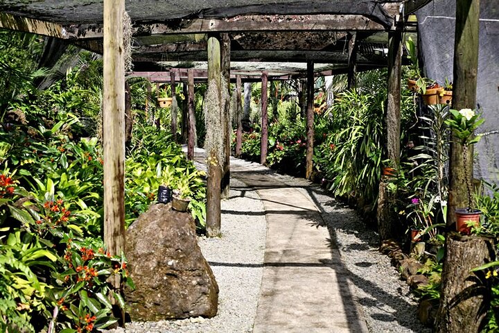 Explora los sitios culturales, mercados, jardines y aguas termales de Nadi en un tour guiado completo, foto 37 | wizardtrip