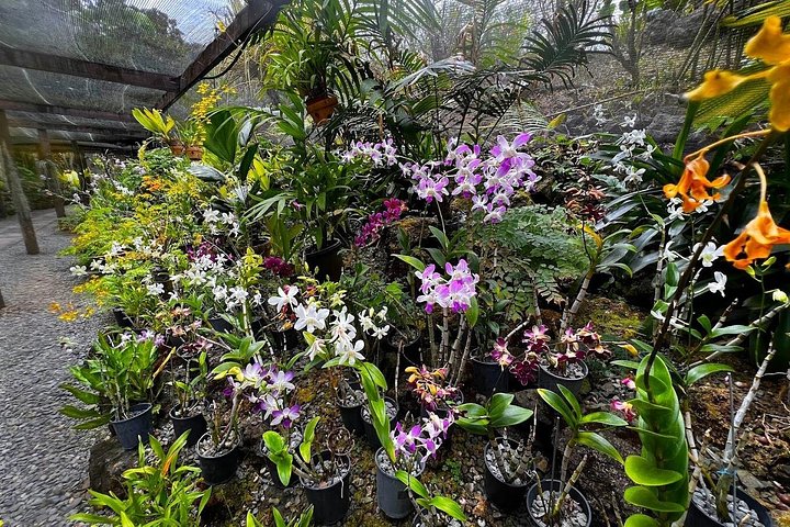 Explora los sitios culturales, mercados, jardines y aguas termales de Nadi en un tour guiado completo, foto 38 | wizardtrip