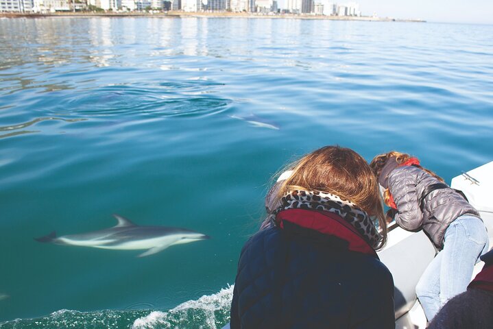 Oplevelse af havets dyreliv i Cape Town | wizardtrip