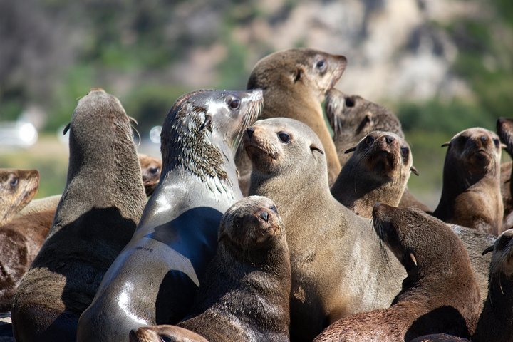 Vive emocionantes encuentros con la vida marina en barco con impresionantes vistas de la Montaña de la Mesa en Ciudad del Cabo, foto 6 | wizardtrip