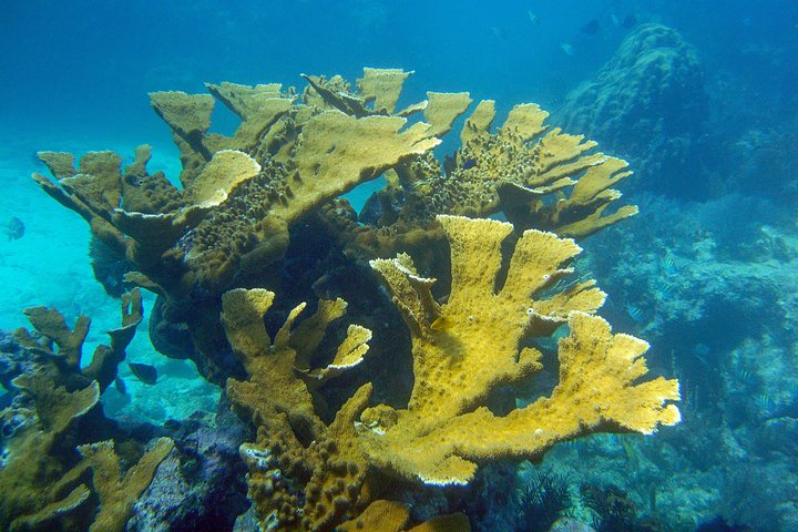 Subacquei che esplorano una vibrante barriera corallina a Key Largo, Florida, foto 6 | wizardtrip