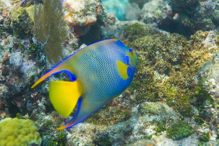 Subacquei che esplorano una vibrante barriera corallina a Key Largo, Florida, foto 7 | wizardtrip