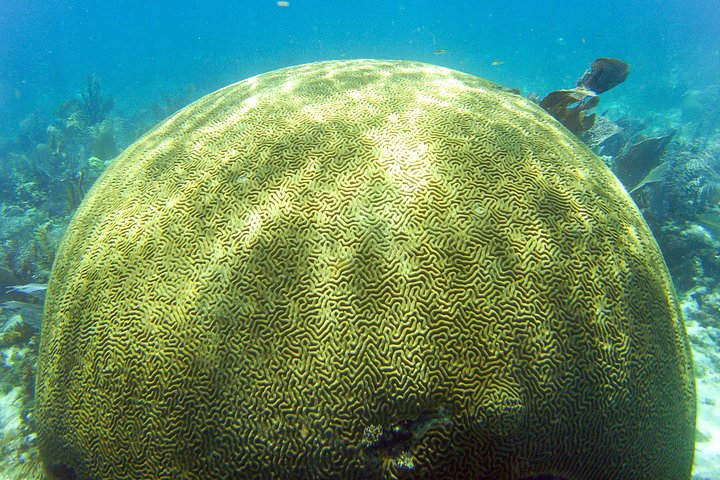 Subacquei che esplorano una vibrante barriera corallina a Key Largo, Florida, foto 8 | wizardtrip