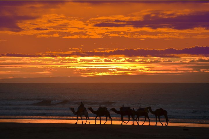 Camel ride at sunset near Essaouira, Morocco, exploring beaches and dunes, photo 14 | wizardtrip