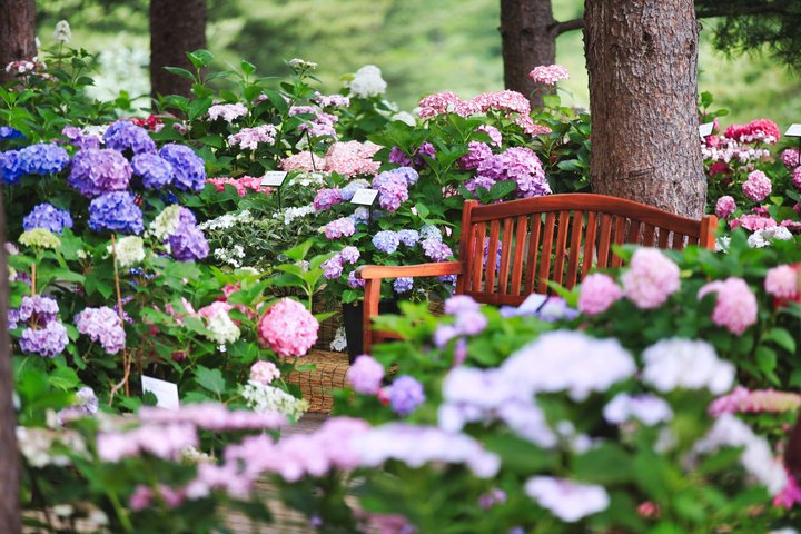 Scenic tour of Nami Island, Garden of Morning Calm, and Gangchon Rail Bike from Seoul, photo 6 | wizardtrip