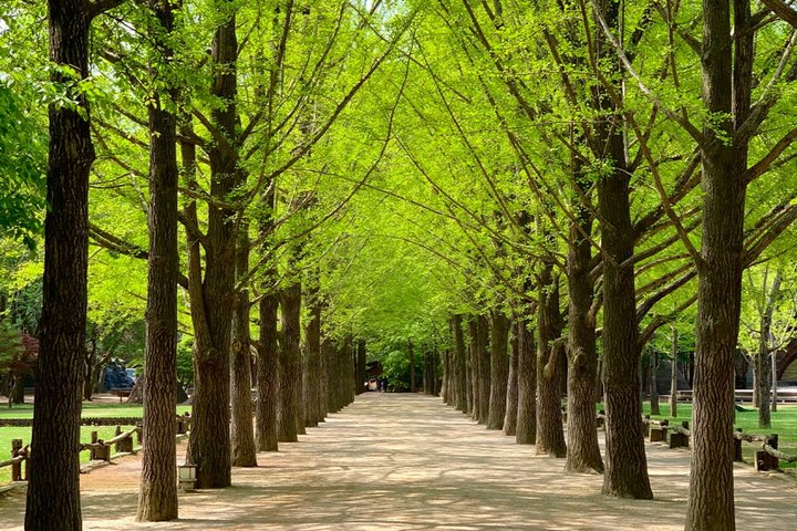 Scenic tour of Nami Island, Garden of Morning Calm, and Gangchon Rail Bike from Seoul, photo 10 | wizardtrip