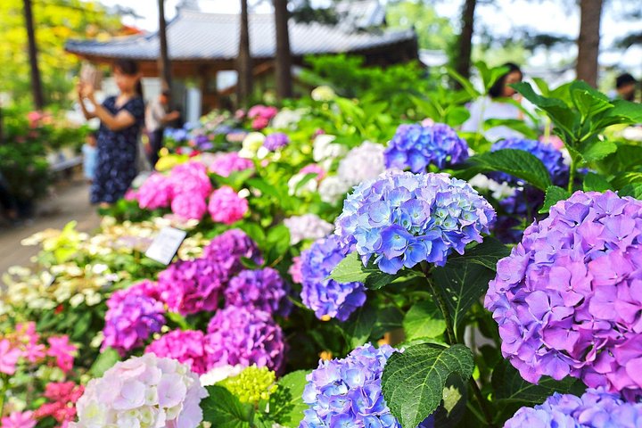 Scenic tour of Nami Island, Garden of Morning Calm, and Gangchon Rail Bike from Seoul, photo 15 | wizardtrip