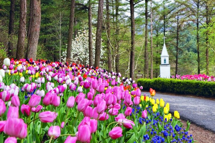 Scenic tour of Nami Island, Garden of Morning Calm, and Gangchon Rail Bike from Seoul, photo 16 | wizardtrip