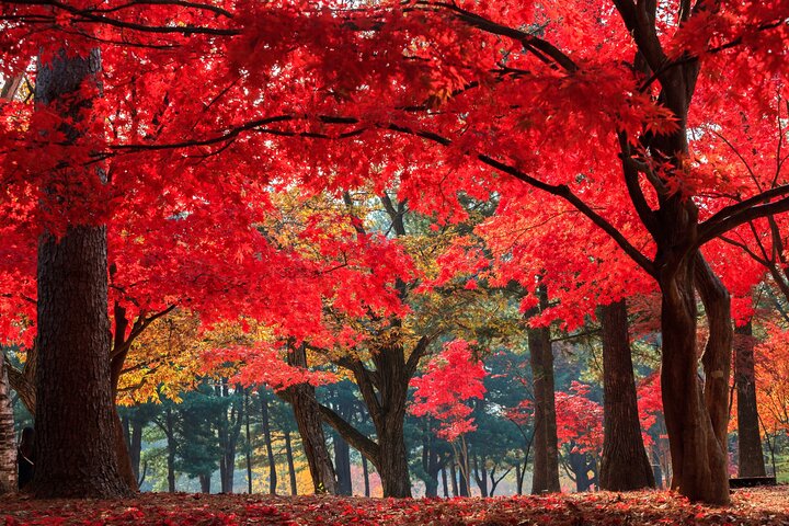 Scenic tour of Nami Island, Garden of Morning Calm, and Gangchon Rail Bike from Seoul, photo 26 | wizardtrip