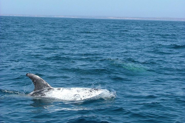 Delfinskådning safari från Lissabon på en RIB-båt med marinbiolog, foto 6 | wizardtrip