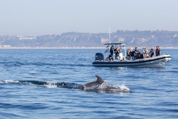 Delfinskådning safari från Lissabon på en RIB-båt med marinbiolog, foto 7 | wizardtrip