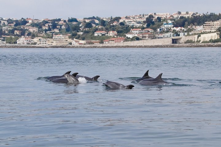 Delfinskådning safari från Lissabon på en RIB-båt med marinbiolog, foto 8 | wizardtrip