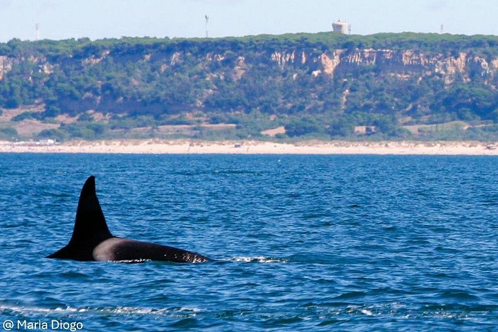 Delfinskådning safari från Lissabon på en RIB-båt med marinbiolog, foto 9 | wizardtrip