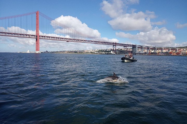Delfinskådning safari från Lissabon på en RIB-båt med marinbiolog, foto 10 | wizardtrip