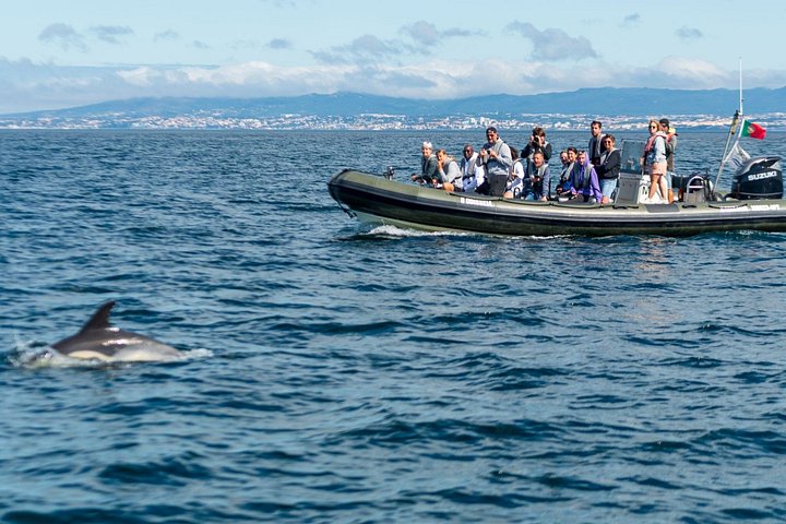 Delfinskådning safari från Lissabon på en RIB-båt med marinbiolog, foto 11 | wizardtrip