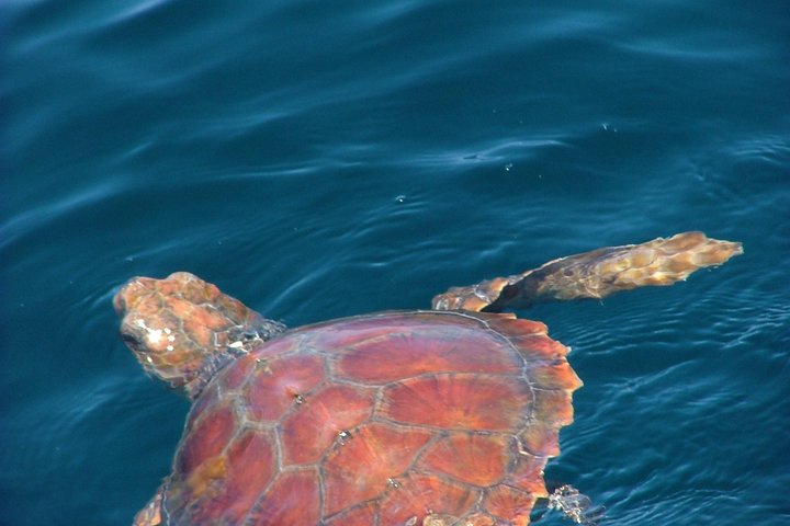 Delfinskådning safari från Lissabon på en RIB-båt med marinbiolog, foto 12 | wizardtrip