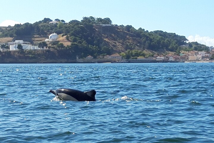 Delfinskådning safari från Lissabon på en RIB-båt med marinbiolog, foto 13 | wizardtrip