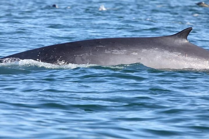 Delfinskådning safari från Lissabon på en RIB-båt med marinbiolog, foto 14 | wizardtrip
