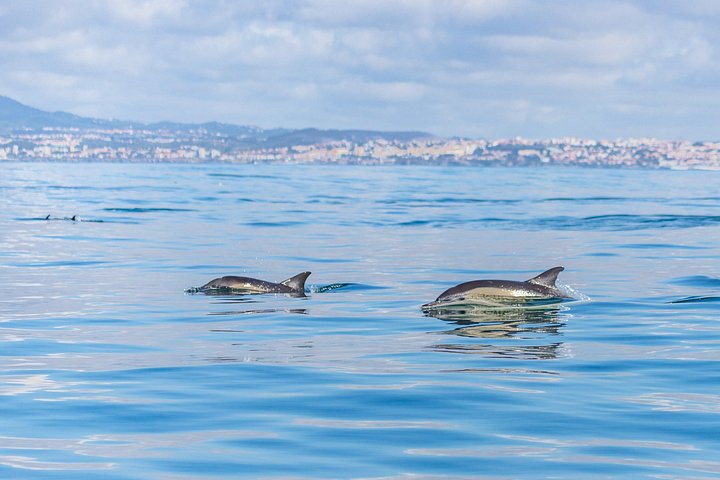 Delfinskådning safari från Lissabon på en RIB-båt med marinbiolog, foto 15 | wizardtrip