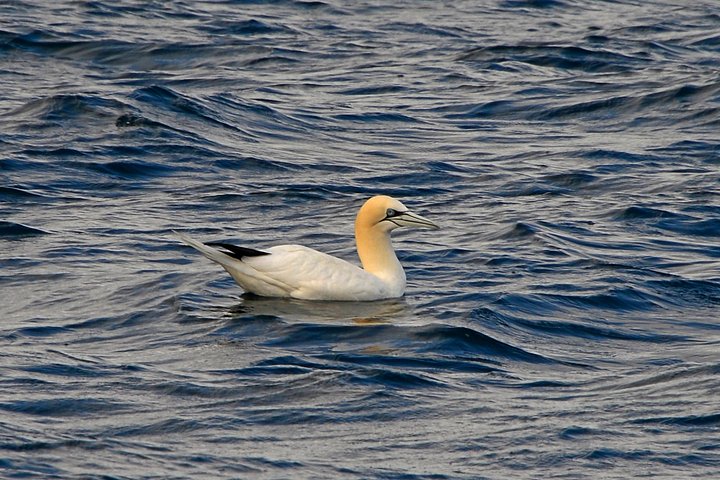 Delfinskådning safari från Lissabon på en RIB-båt med marinbiolog, foto 16 | wizardtrip