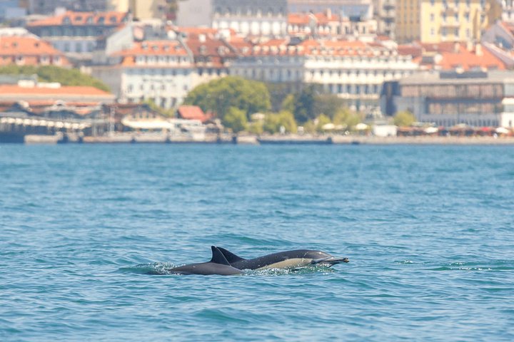 Delfinskådning safari från Lissabon på en RIB-båt med marinbiolog, foto 17 | wizardtrip