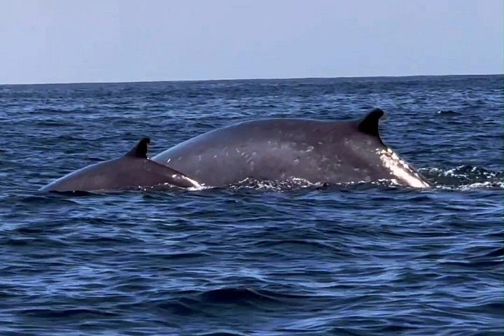Delfinskådning safari från Lissabon på en RIB-båt med marinbiolog, foto 18 | wizardtrip