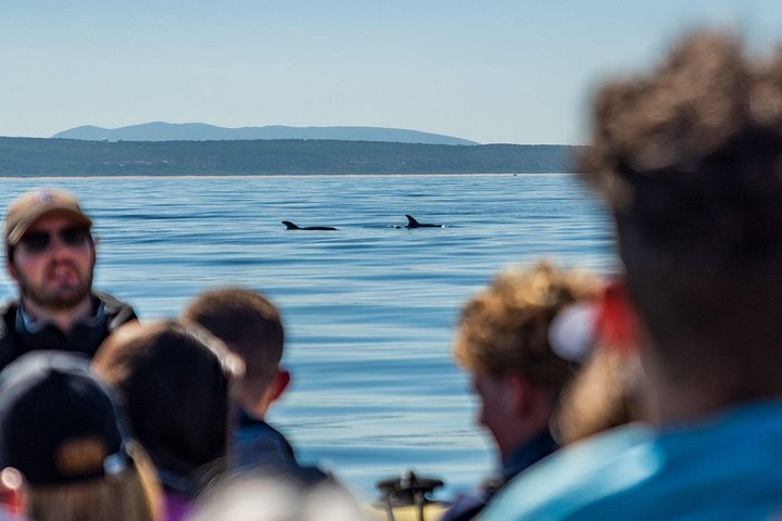 Delfinskådning safari från Lissabon på en RIB-båt med marinbiolog, foto 21 | wizardtrip