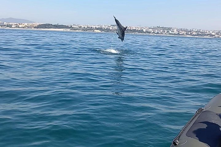 Delfinskådning safari från Lissabon på en RIB-båt med marinbiolog, foto 22 | wizardtrip