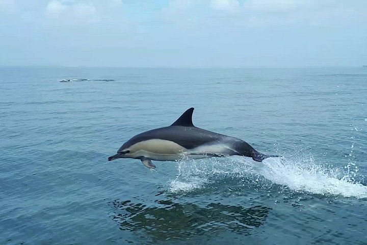 Delfinskådning safari från Lissabon på en RIB-båt med marinbiolog, foto 23 | wizardtrip