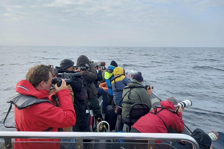 Delfinskådning safari från Lissabon på en RIB-båt med marinbiolog, foto 24 | wizardtrip