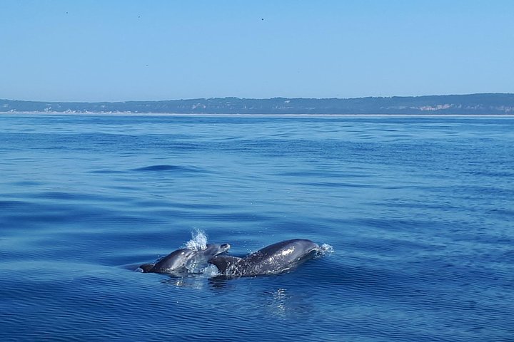 Delfinskådning safari från Lissabon på en RIB-båt med marinbiolog, foto 25 | wizardtrip